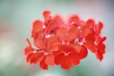 Close-up of red flowers blooming outdoors