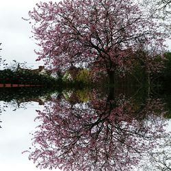 Reflection of trees on lake against sky