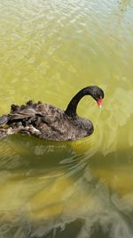 High angle view of a bird in water