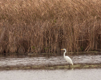 Swan on lake