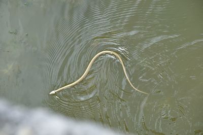 High angle view of turtle swimming in lake