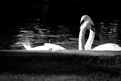 Close-up of swan swimming in lake