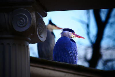 Close up of herons