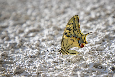 Close-up of butterfly on leaf