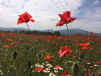 Red poppies blooming on field against sky