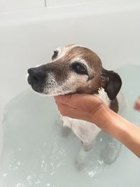 Cropped hand bathing dog