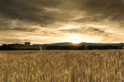 Scenic view of wheat field against sky during sunset