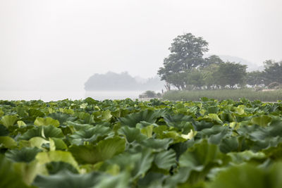 Close-up of plants growing at semiwon park