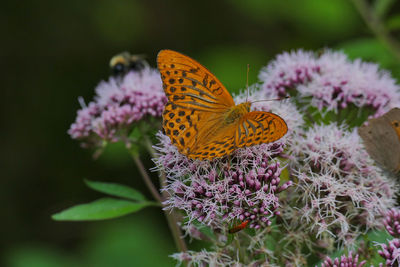 Butterfly on purple flower