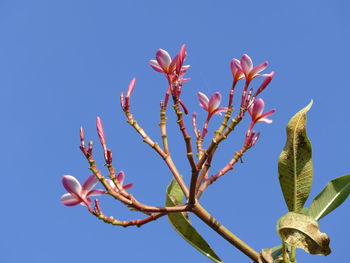 Low angle view of flowering plant against clear blue sky