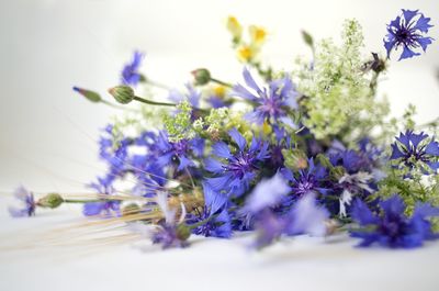 Close-up of purple flowers