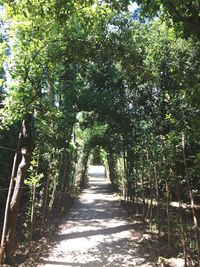 View of trees along road