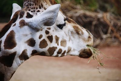 Close-up of giraffe