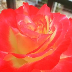 Close-up of red rose