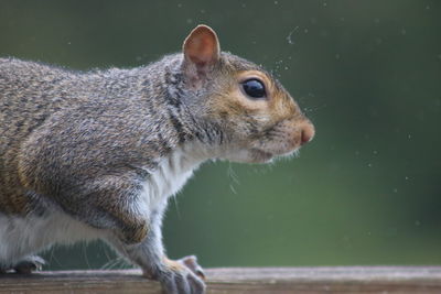 Close-up of squirrel