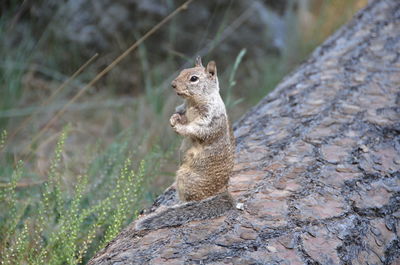 Close-up of squirrel on rock