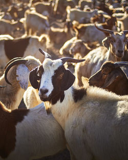 Close-up of sheep