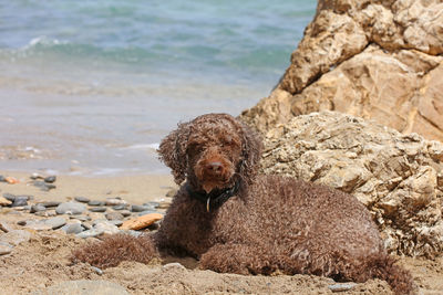 Dog on rock at beach
