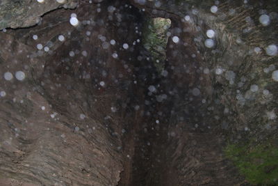 Full frame shot of wet tree trunk