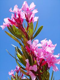 Close-up of pink flowering plant against blue sky