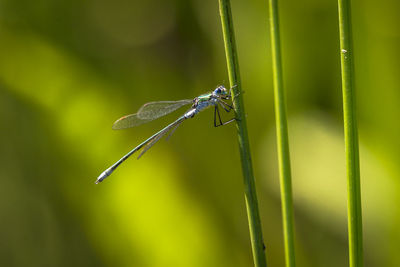 Damselfly holding onto the stalk of a reed