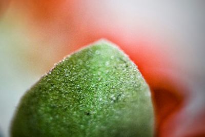 Close-up of green leaves