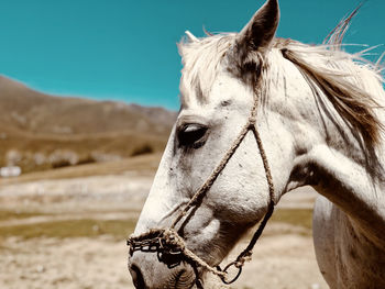 Close-up of horse standing outdoors