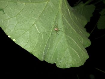 High angle view of insect on leaf