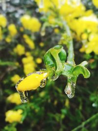 Close-up of wet yellow flower