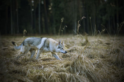 Close-up of fox on field