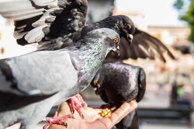 Close-up of pigeon feeding