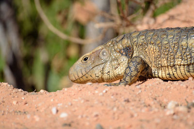 Close-up of lizard on rock