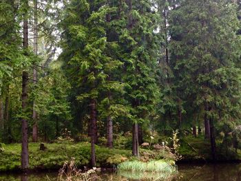 Trees in forest