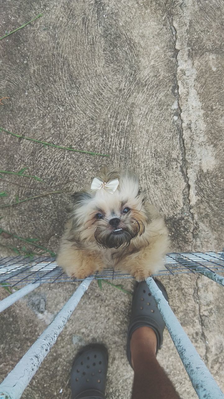 dog, pets, animal themes, domestic animals, one animal, mammal, human body part, real people, one person, personal perspective, high angle view, pomeranian, human leg, outdoors, day, standing, puppy, young animal, human hand, portrait, low section, people