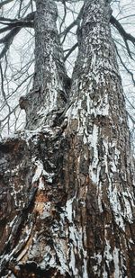 Low angle view of lichen on tree trunk in forest