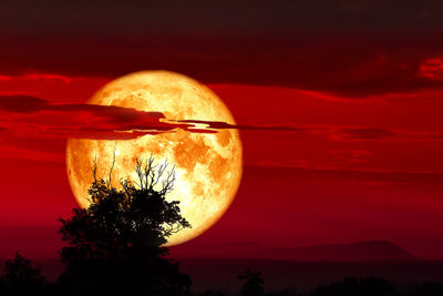View of orange tree against sky at sunset