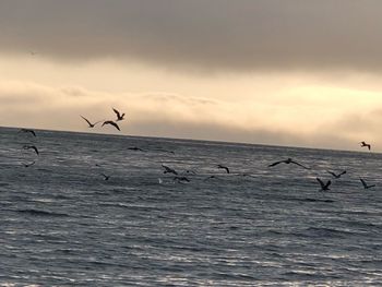 Seagulls flying over sea against sky
