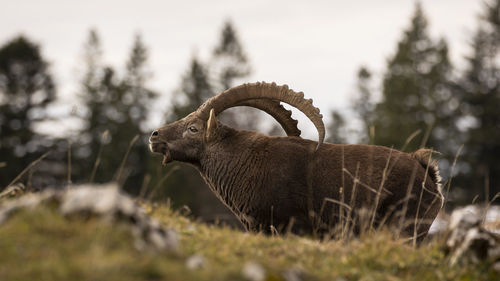 Close-up of ibex on field