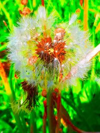 Close-up of dandelion