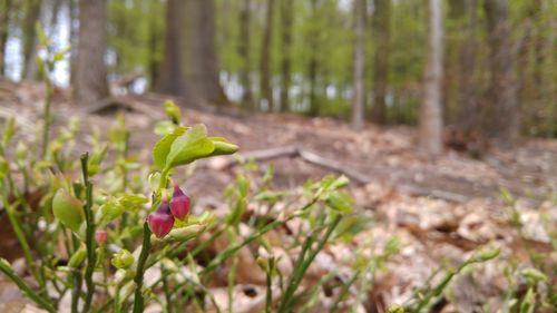 Close-up of plant growing on field