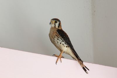 Close-up of bird perching on retaining wall