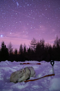 Sledd dog sleeping on snow in winter with crazy sky at night