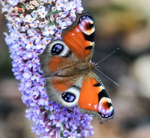 Close-up of butterfly pollinating on purple flower