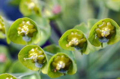 Close-up of plant against blurred background