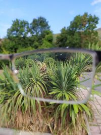 Close-up of plant growing on field