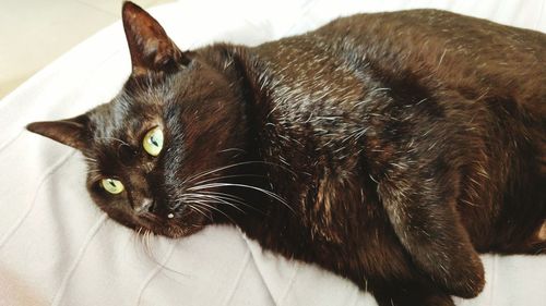 Close-up portrait of cat lying down at home