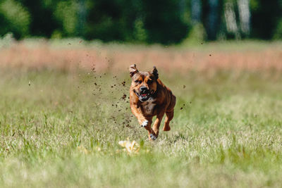 Staffordshire bull terrier running fast and chasing lure across green field at dog racing competion