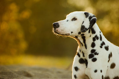 Close-up of dog