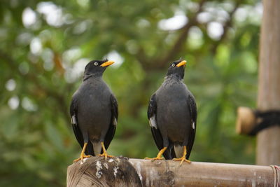 Close-up of birds perching on wood