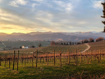 Scenic view of vineyard against sky